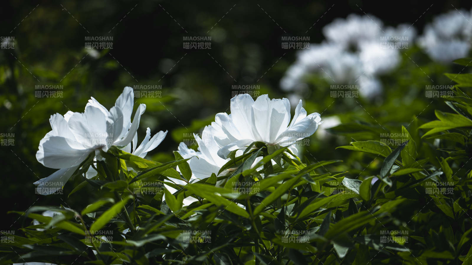 白花绿叶相映成趣图片