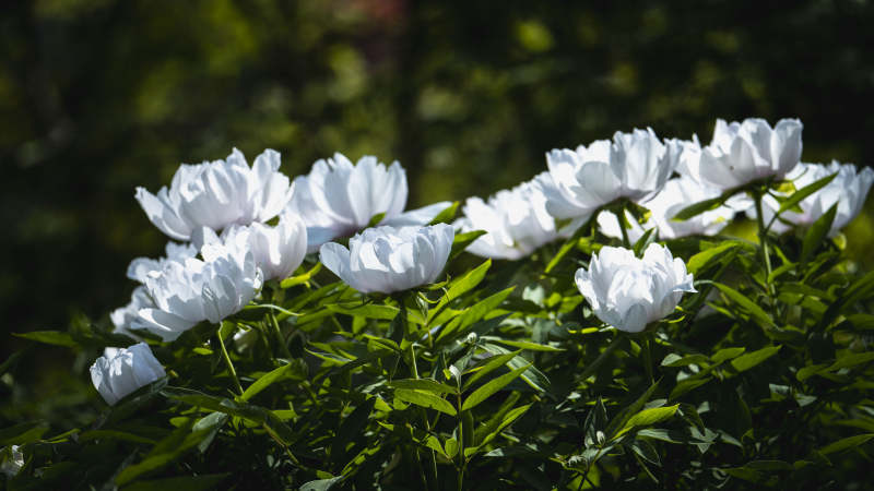 白花绽放绿叶间图片