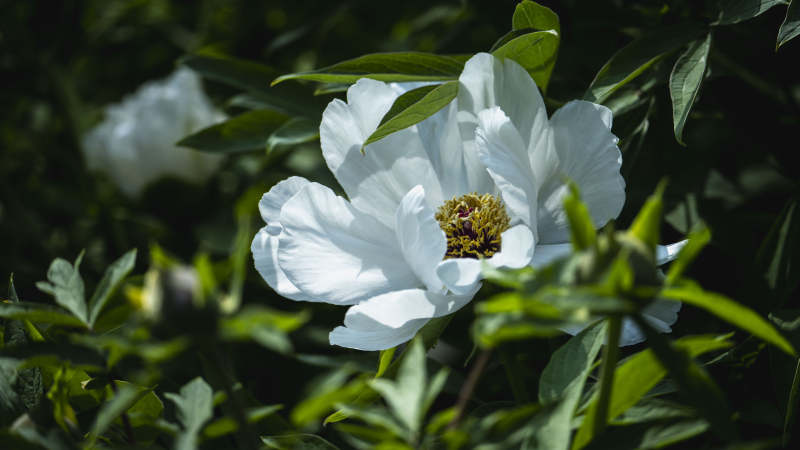 白牡丹绽放于绿叶间图片