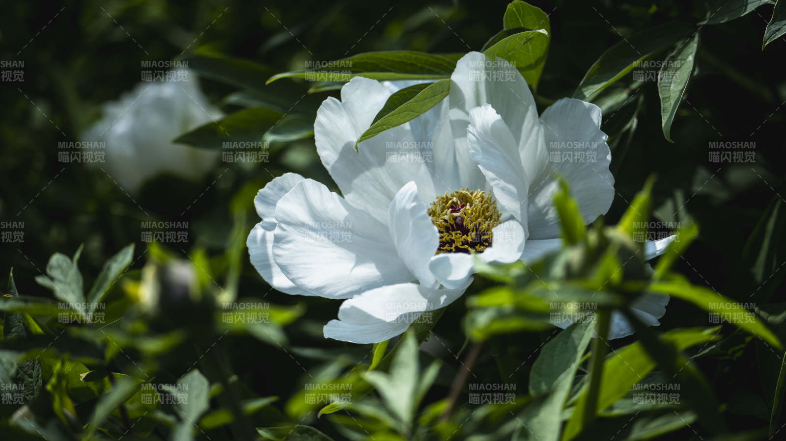 白牡丹绽放于绿叶间图片