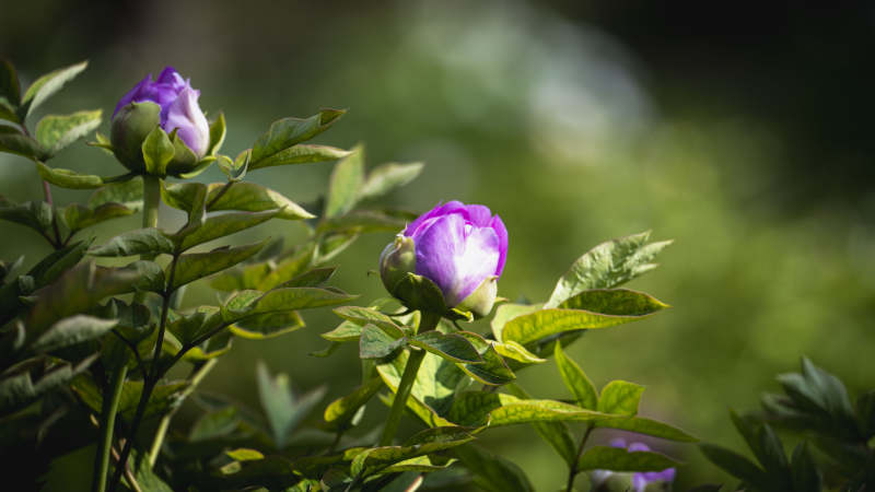 紫花含苞待放图片