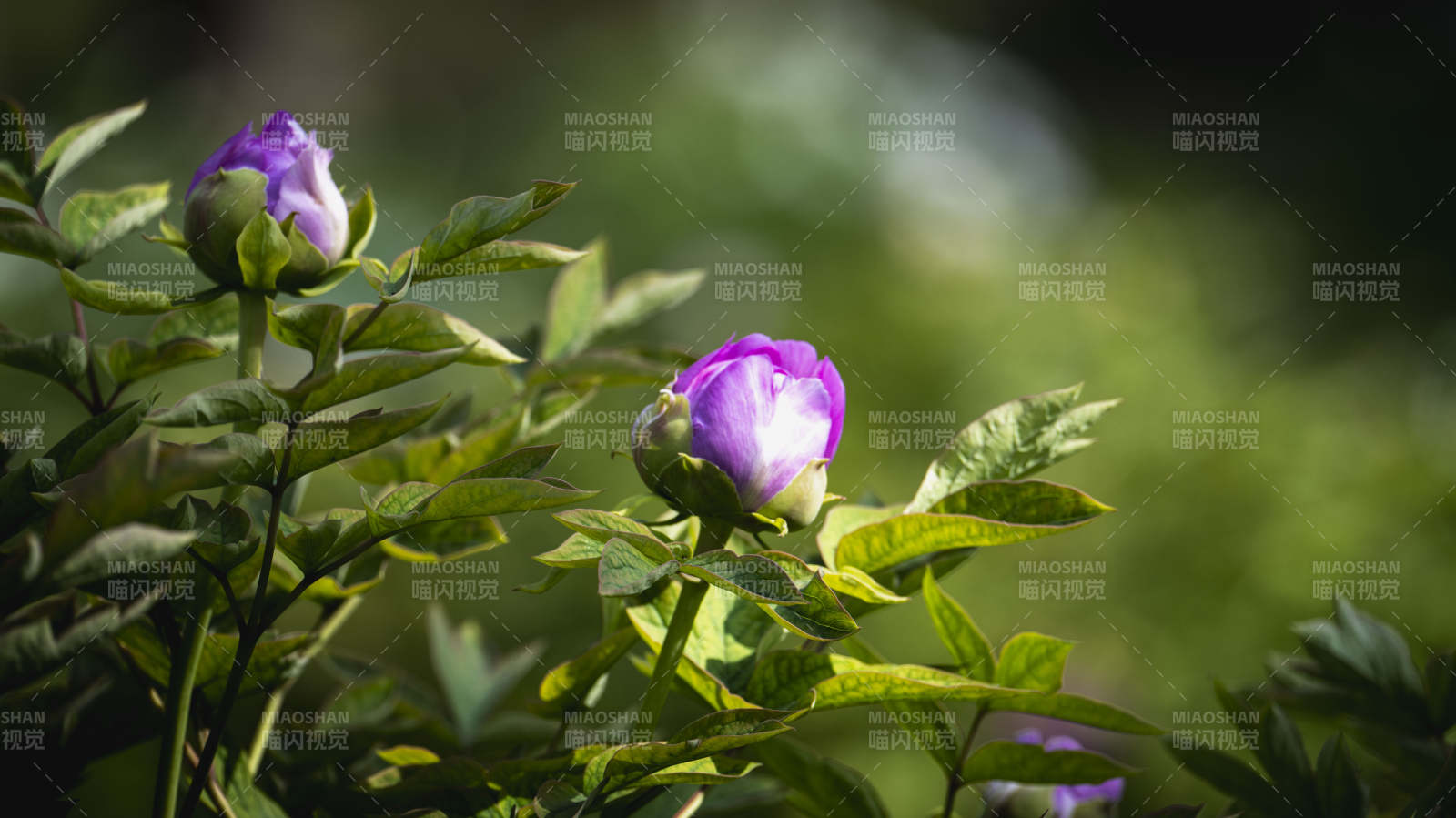 紫花含苞待放图片