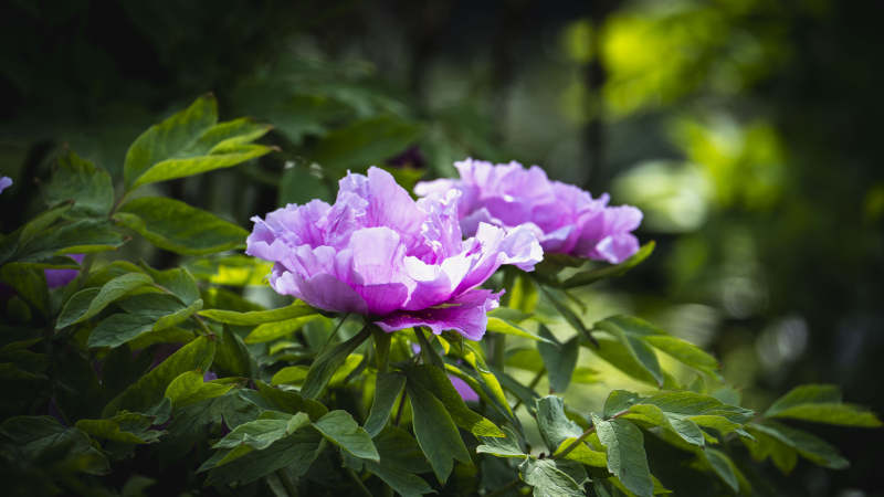 紫牡丹绽放于绿叶间图片