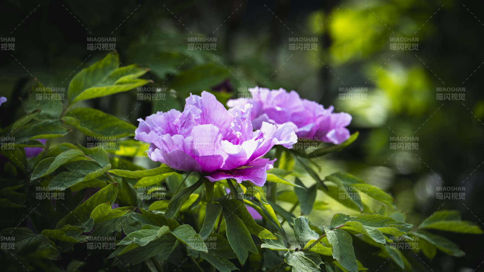 紫牡丹绽放于绿叶间图片
