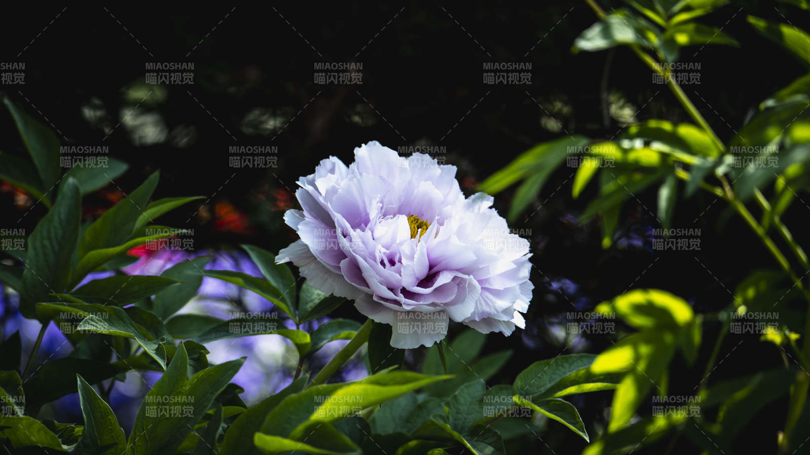 淡紫牡丹绽放图片