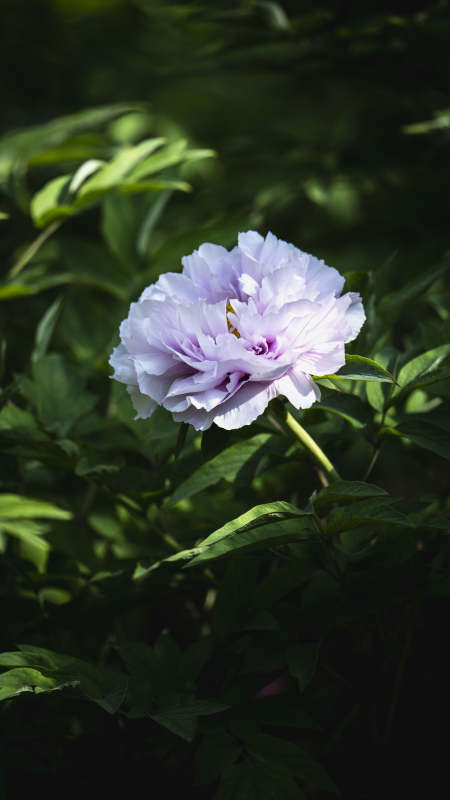 淡紫牡丹绽放图片