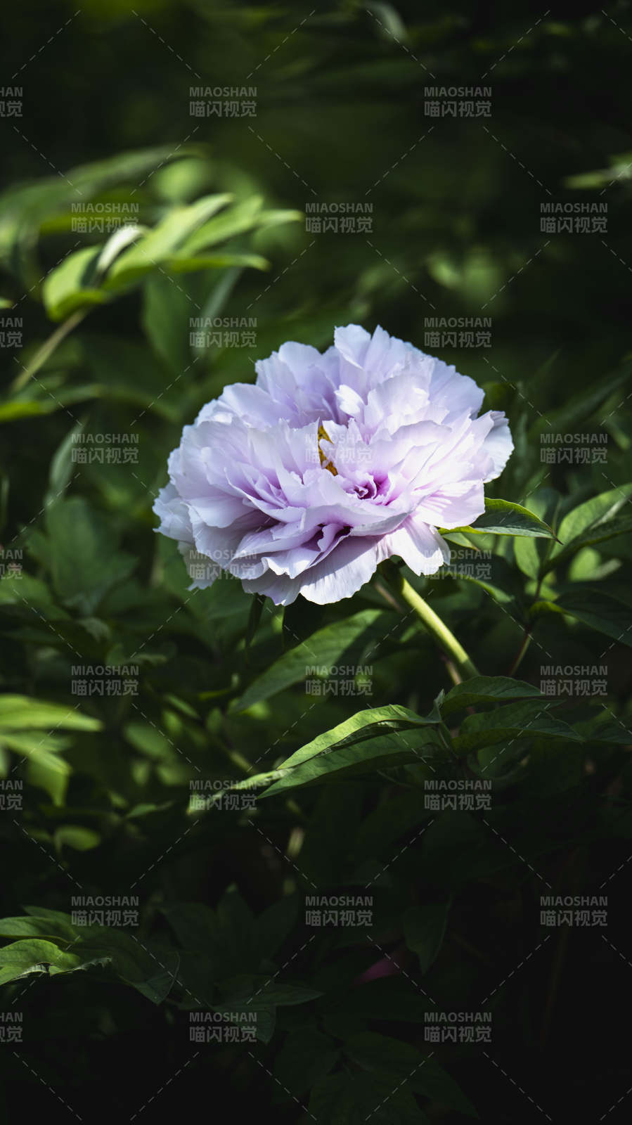 淡紫牡丹绽放图片