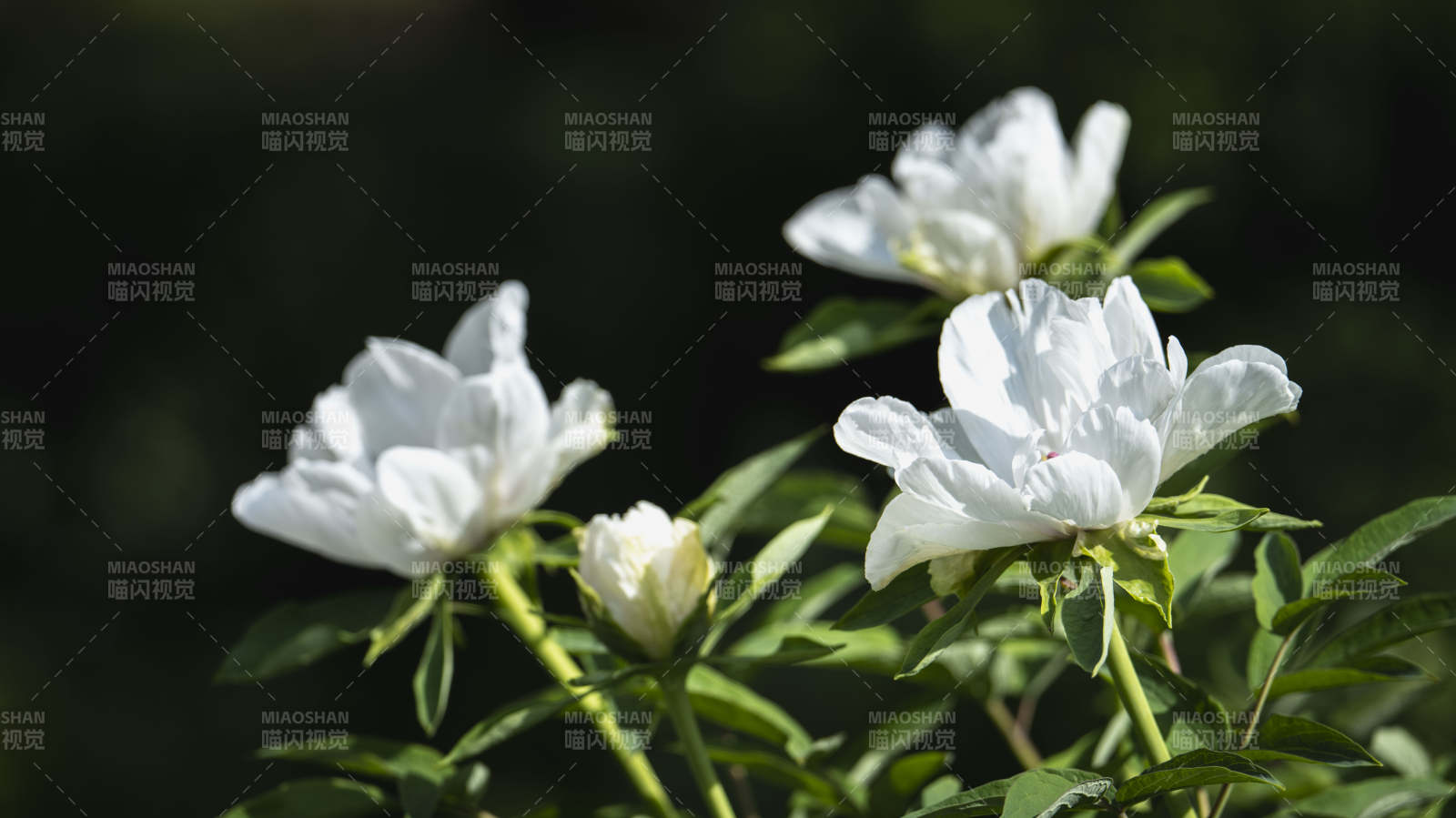 洁白花朵绽放枝头图片