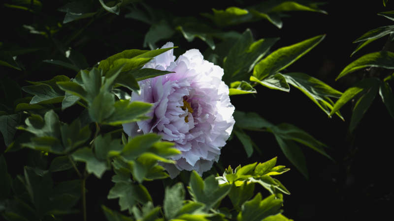 淡紫牡丹绽放图片