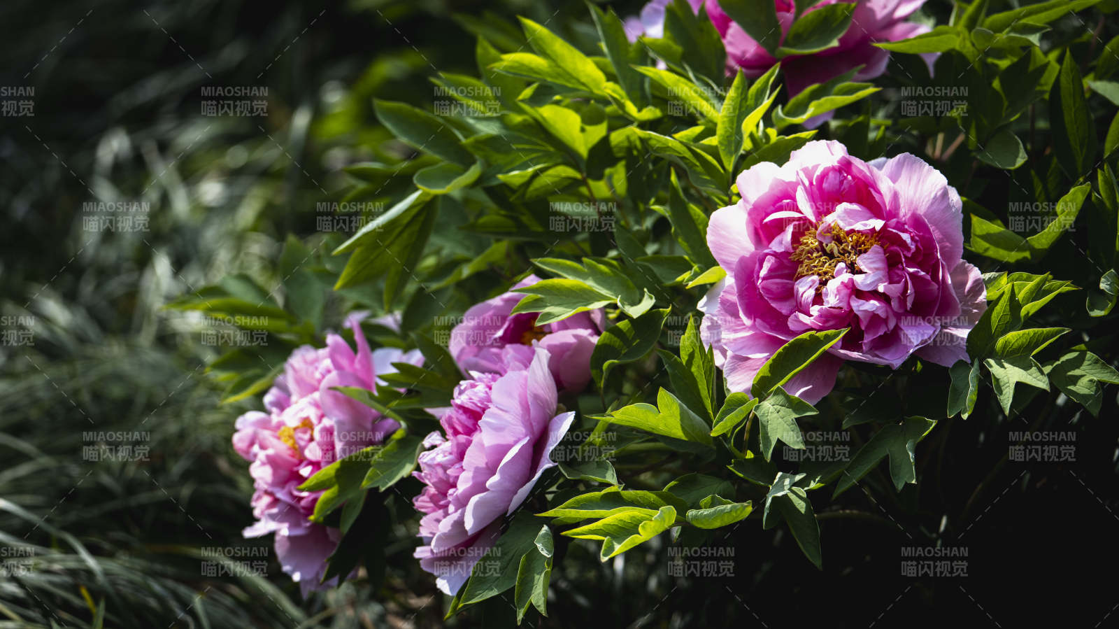 粉红牡丹绽放枝头图片