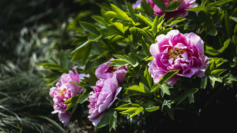 粉红牡丹绽放枝头图片