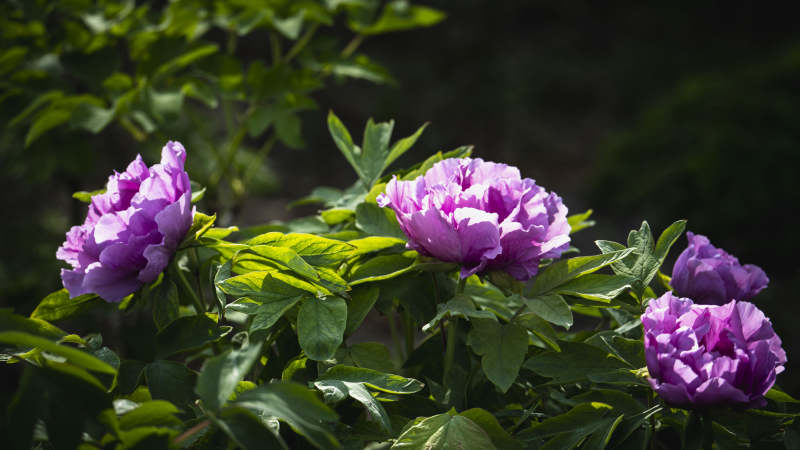 紫牡丹绽放图片