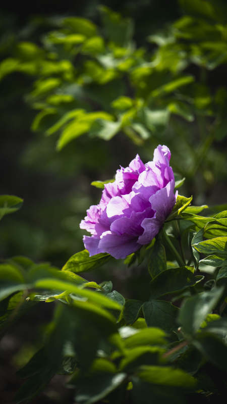 紫花绽放绿叶间图片