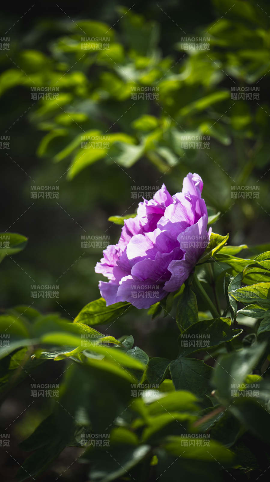 紫花绽放绿叶间图片