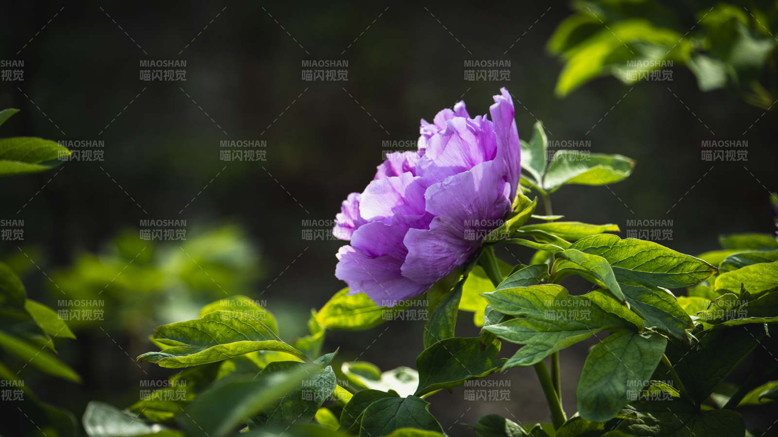 紫花绽放绿叶间图片