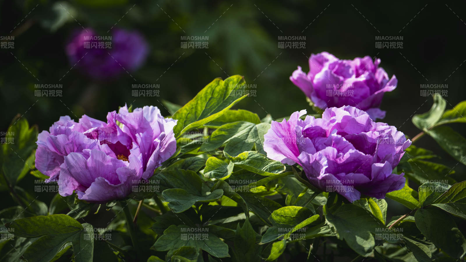 紫牡丹绽放图片