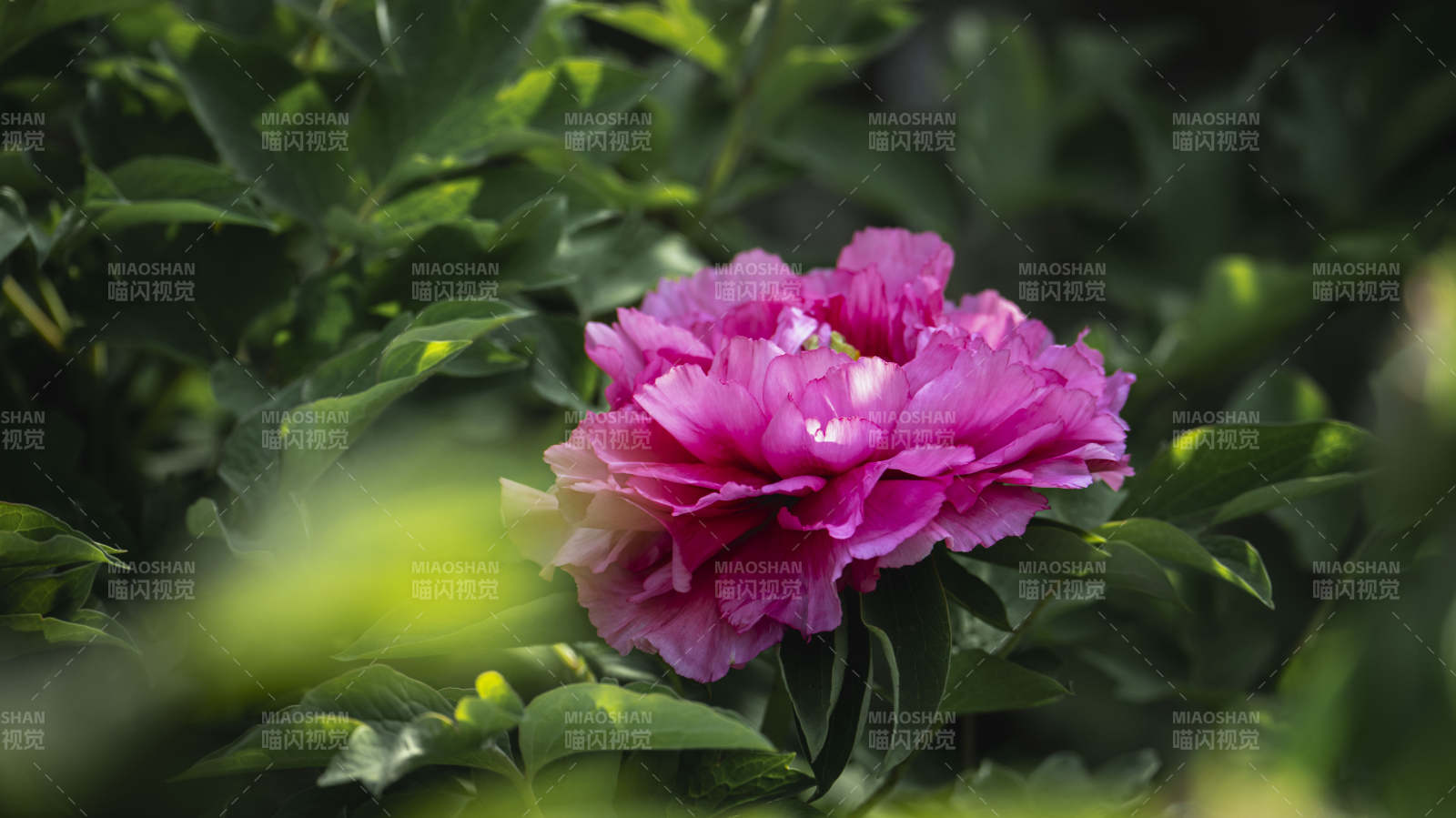 粉红牡丹绽放图片