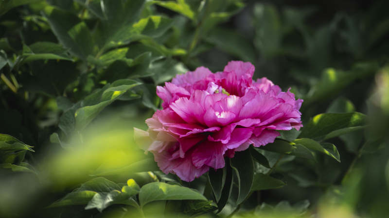 粉红牡丹绽放图片