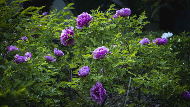 紫花绽放绿丛中图片