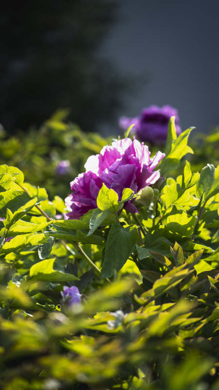 紫牡丹绽放于绿叶间图片