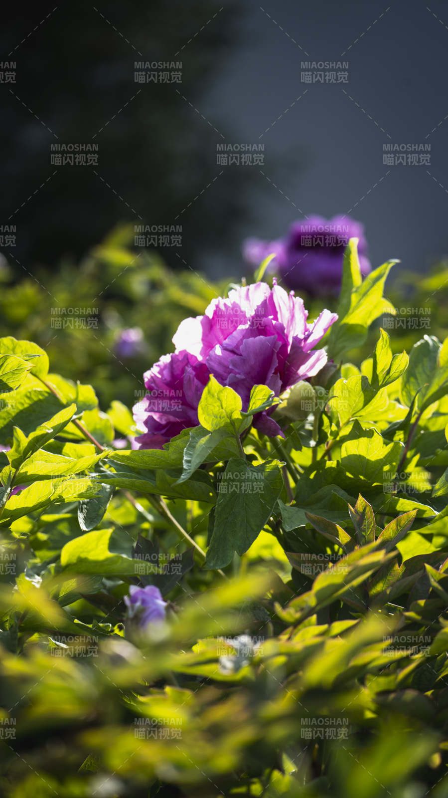 紫牡丹绽放于绿叶间图片