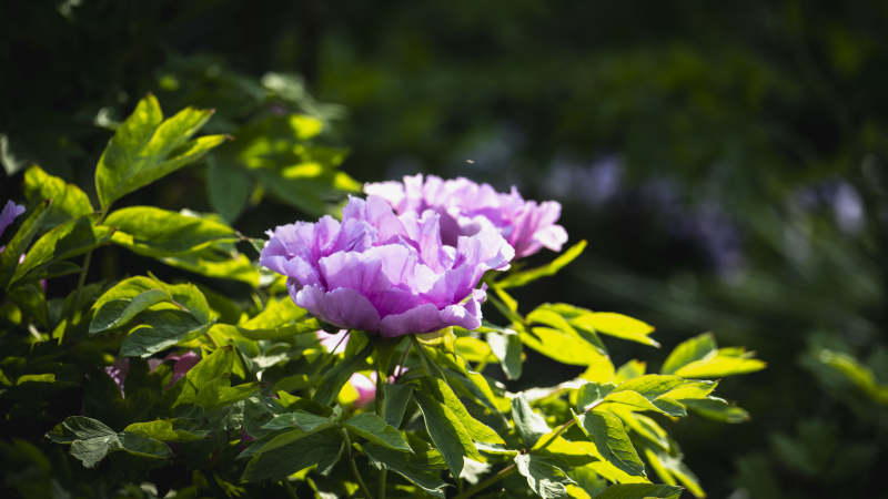 紫花绽放绿叶间图片
