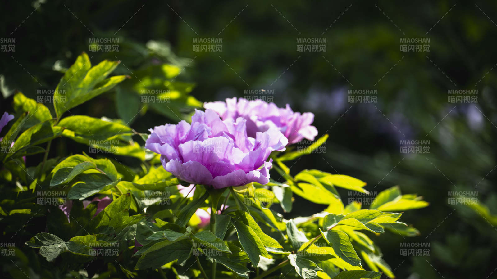 紫花绽放绿叶间图片