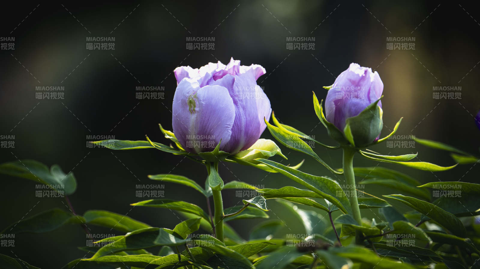 紫牡丹绽放图片