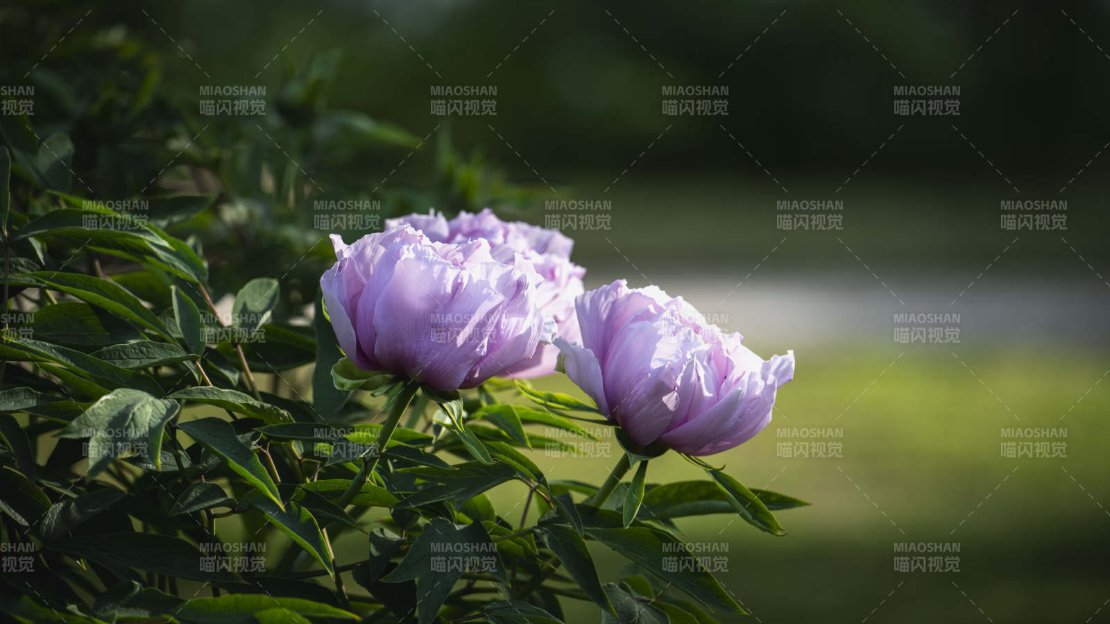 紫牡丹绽放枝头图片