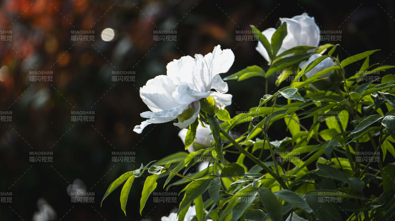 白玫瑰绽放枝头图片