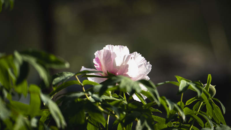 粉白牡丹绽放图片