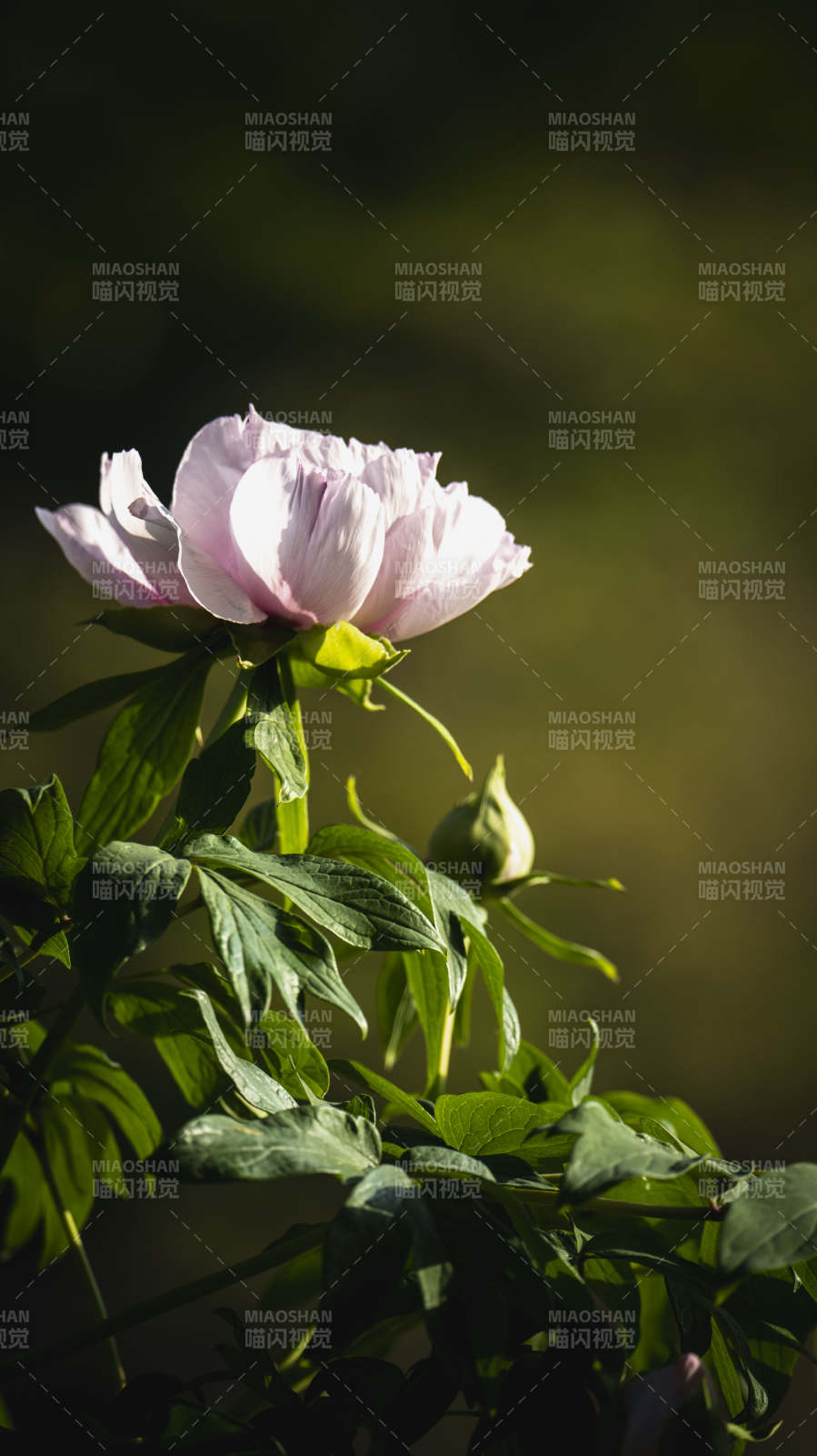 粉牡丹绽放图片