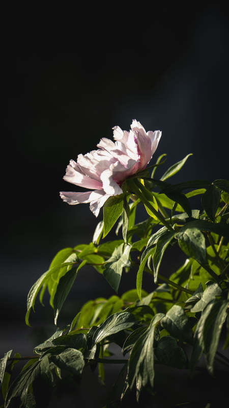 粉牡丹绽放图片