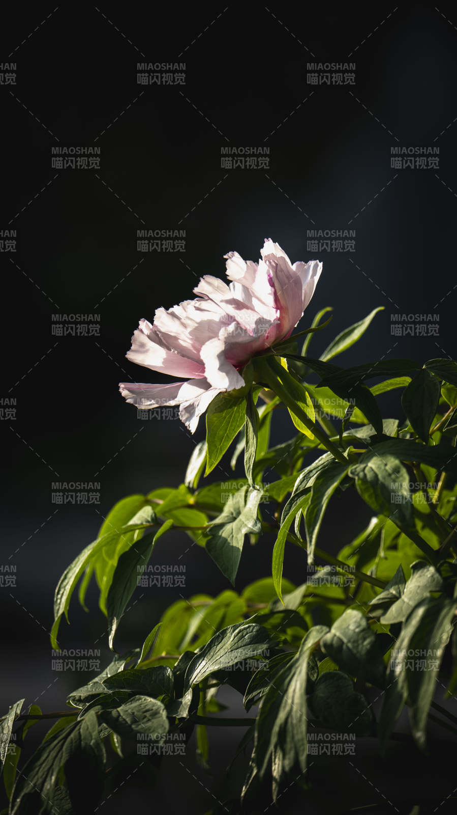 粉牡丹绽放图片