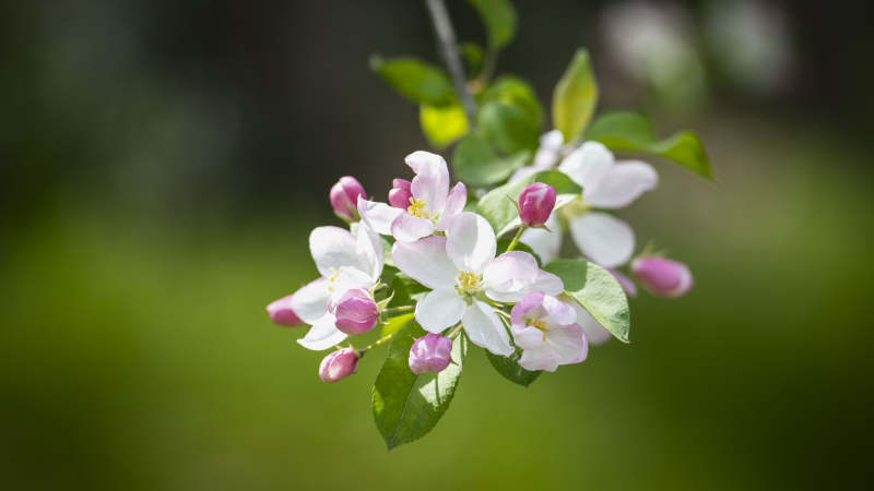 春日花枝绽放图片