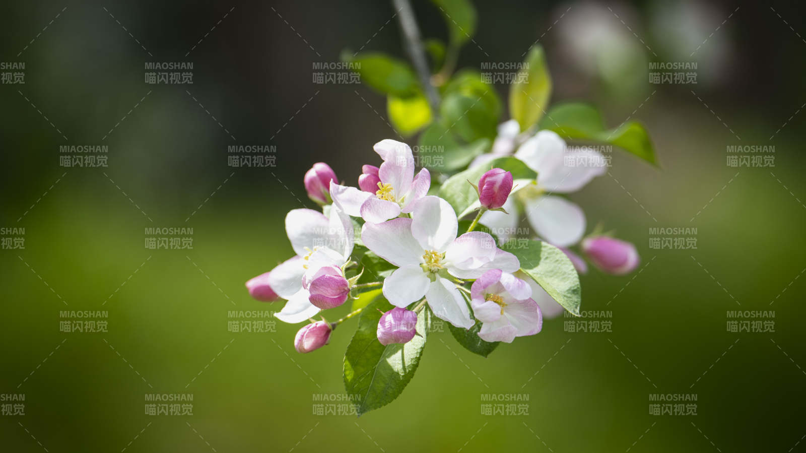 春日花枝绽放图片