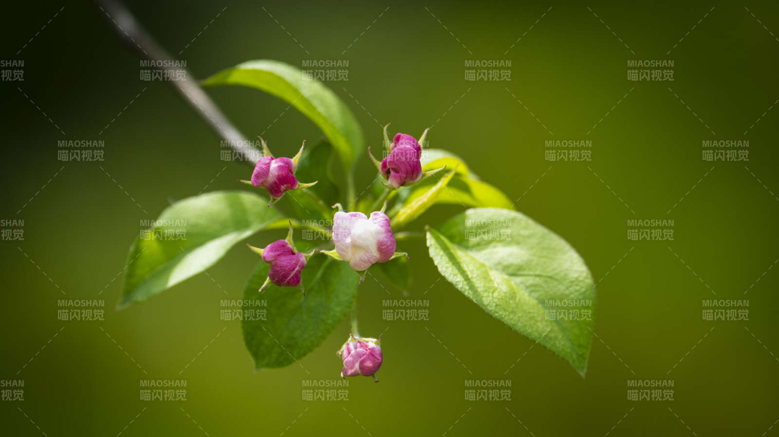 花蕾初绽枝头图片