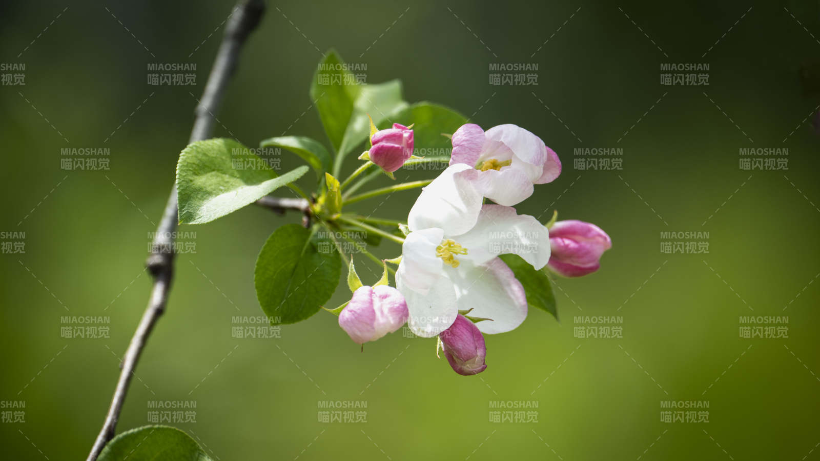 春日花枝绽放图片