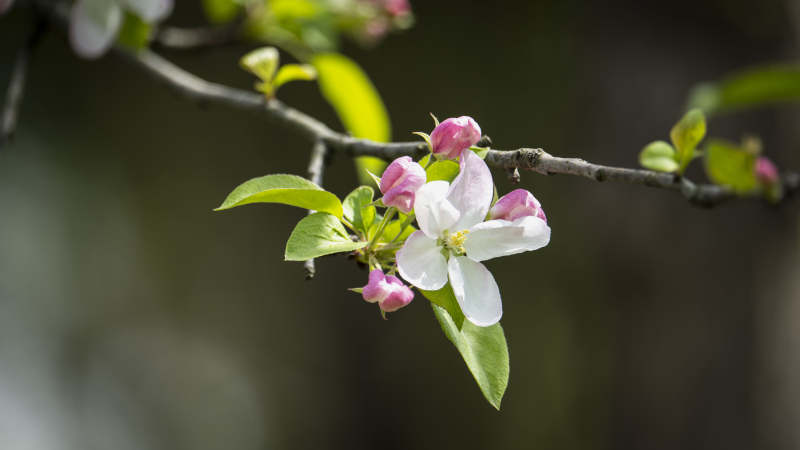 春枝绽放花图片
