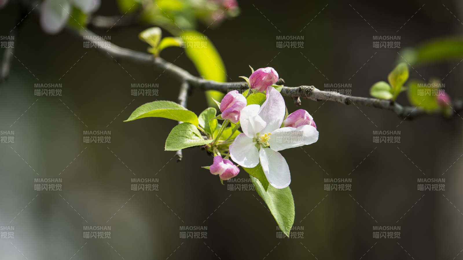 春枝绽放花图片