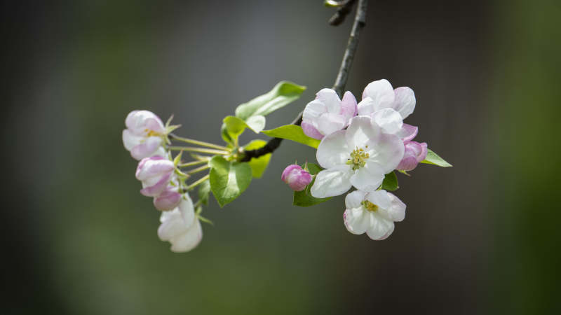 春日花枝绽放图片