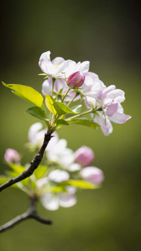 春日花枝绽放图片
