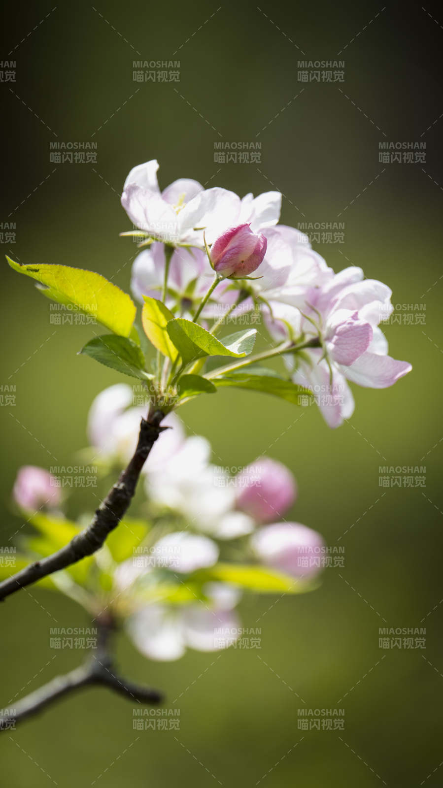 春日花枝绽放图片
