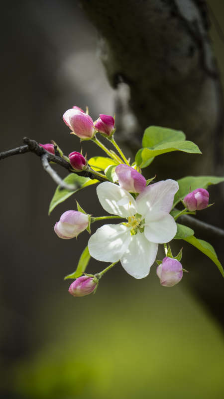 春日花枝绽放图片
