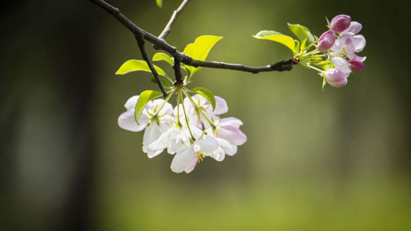 春枝樱花绽放图片