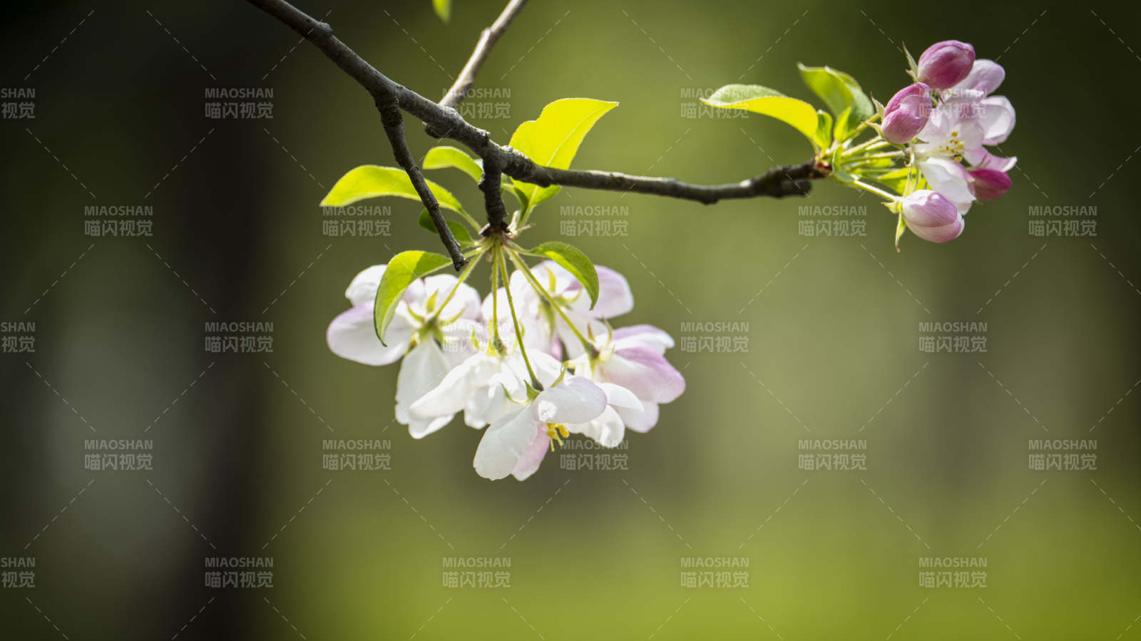 春枝樱花绽放图片