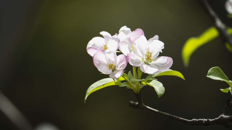 春日花枝绽放图片