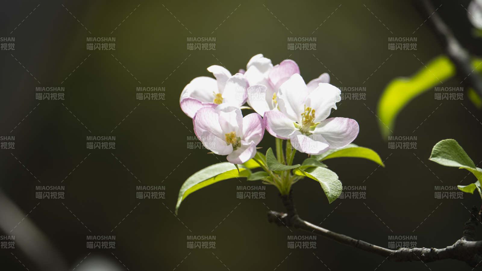 春日花枝绽放图片