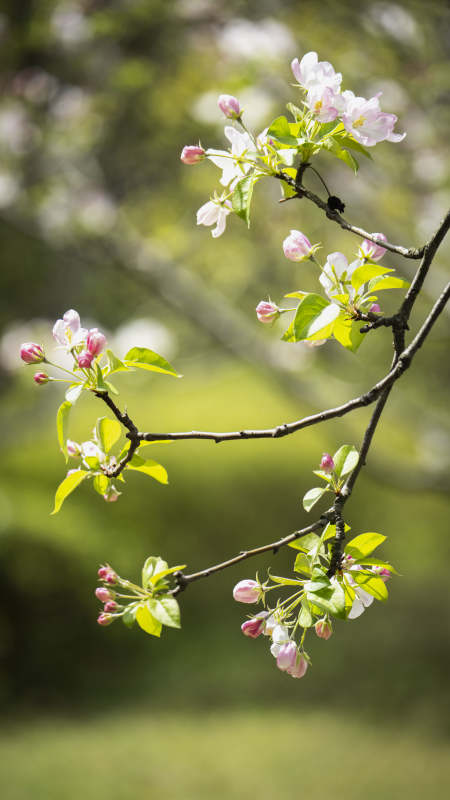 春日花枝绽放图片