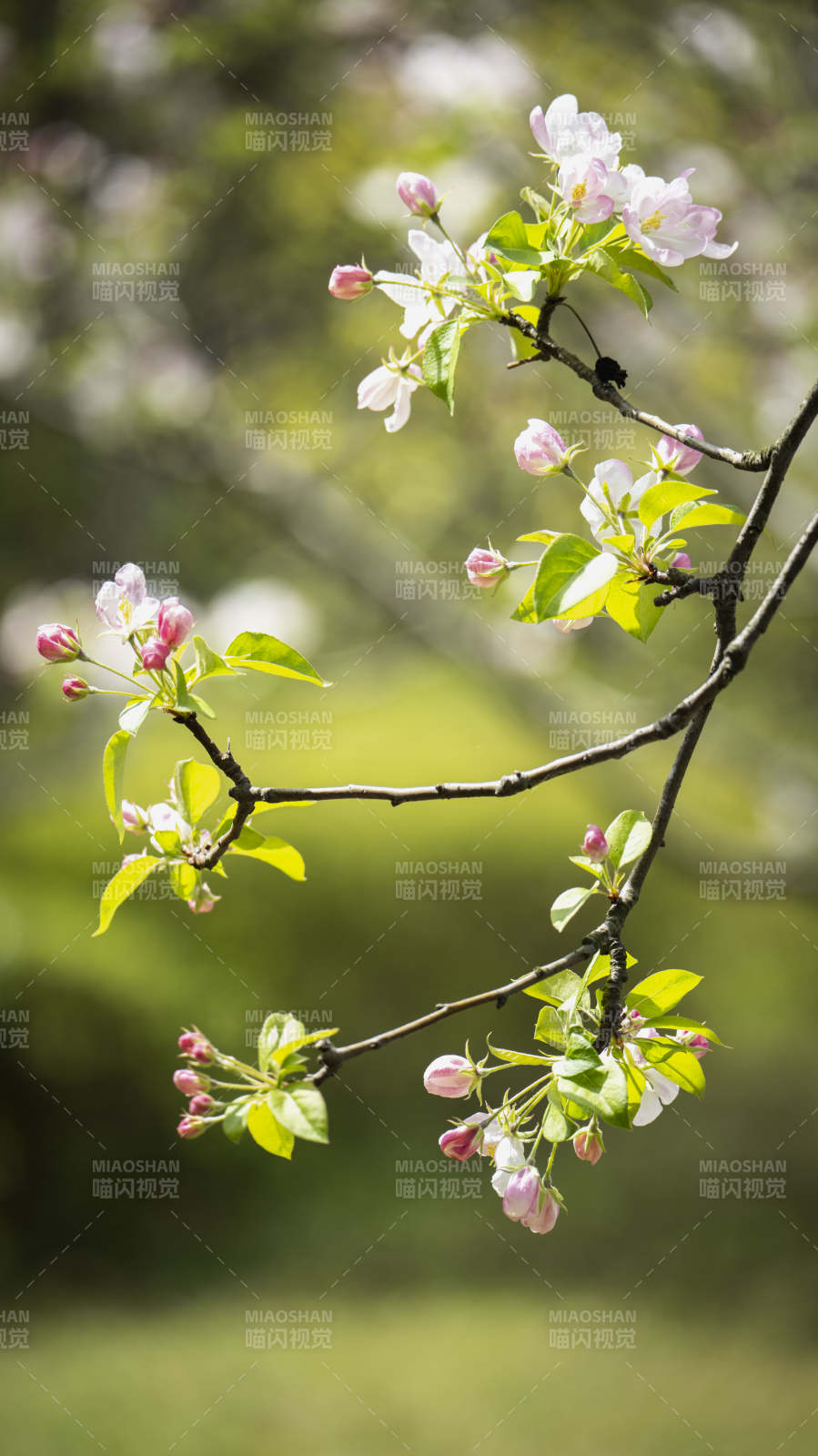 春日花枝绽放图片